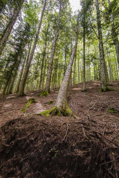 森林内的自然景观图片下载
