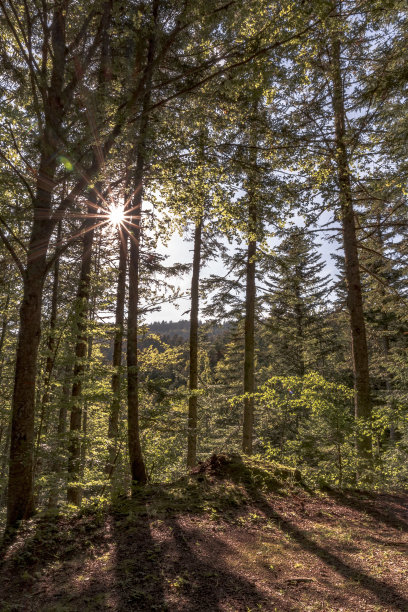 森林内的自然景观图片下载