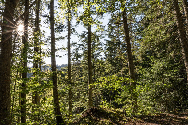 森林内的自然景观图片下载