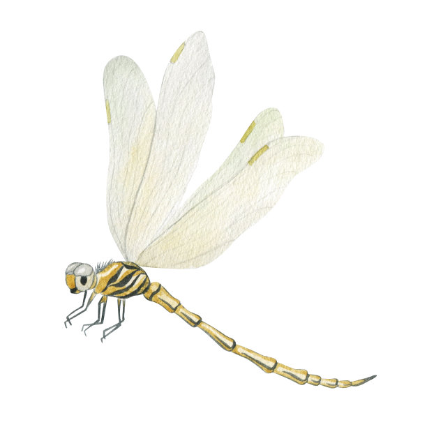 黄色的蜻蜓。手绘水彩插图。孤立在白色背景上。图片下载