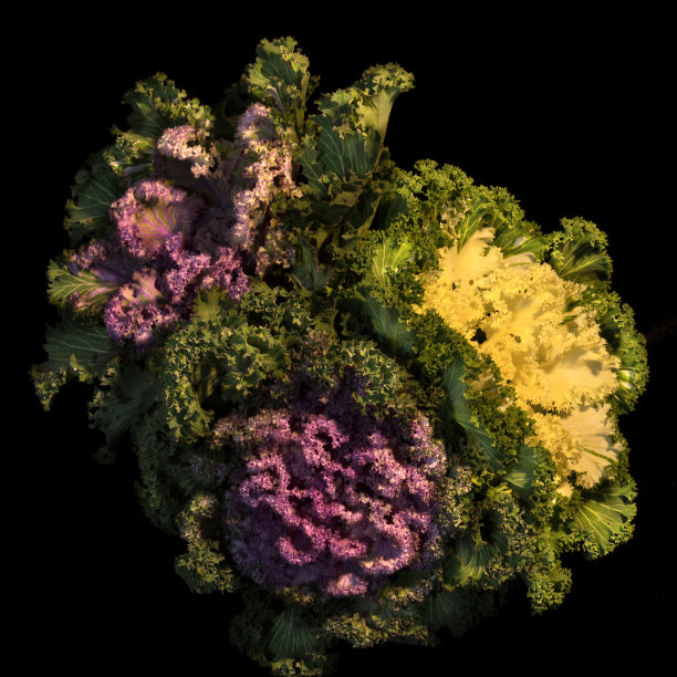 卷心菜头图片下载