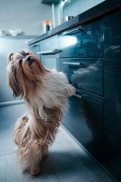 西施犬图片下载