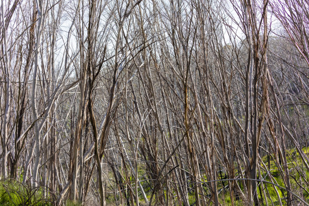 澳大利亚雪山森林大火烧毁树木的照片图片下载