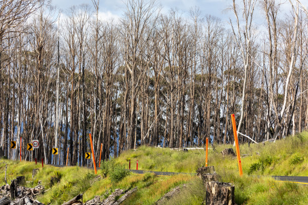 澳大利亚雪山森林大火烧毁树木的照片图片下载