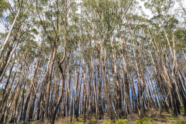 澳大利亚雪山森林大火烧毁树木的照片图片下载