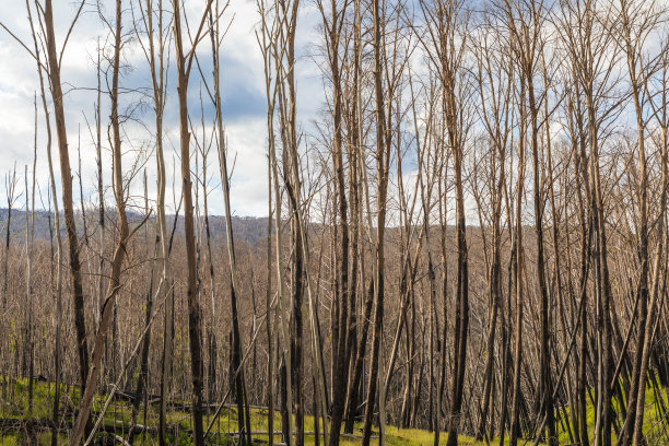澳大利亚雪山森林大火烧毁树木的照片图片下载