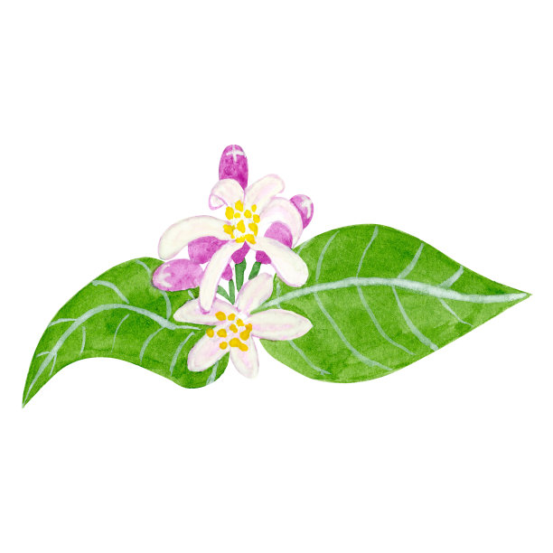 柑橘树的花朵，孤立在白色背景上。图片下载