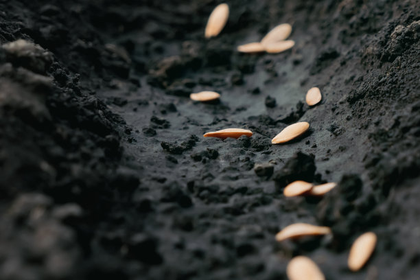 耕作种子，土壤，地面。行播。播种植物土，犁沟，花园土，土壤，花园土。特写镜头。有机农业。种植作物。种苗种菜种田图片下载