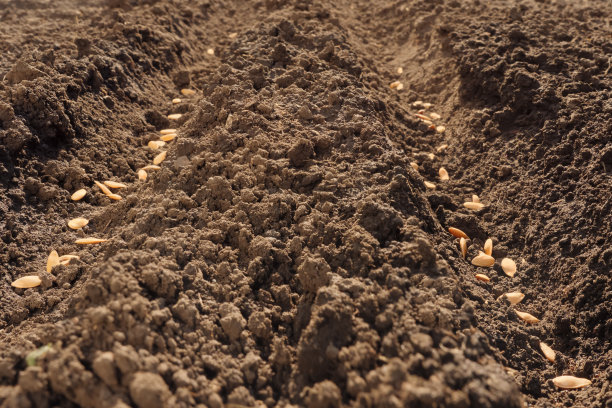 苗床。皱纹。种植农作物，播种耕地。种子在开阔的耕地上。排种子播种季节播种种子，土壤，土地，田地，耕地。耕地业。肥沃土壤背景图片下载