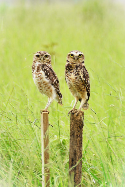 一对雅典娜针叶鸟凝视树干图片下载