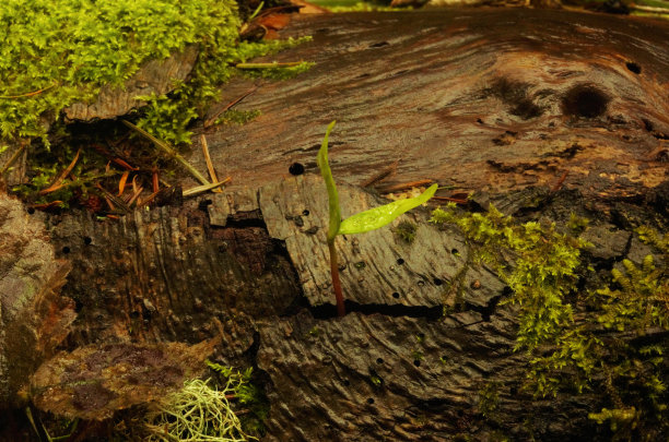 从倒下的树的树皮中生长出来的幼苗图片下载