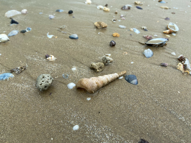 海滩上沙滩上各种形状的海贝壳图片下载