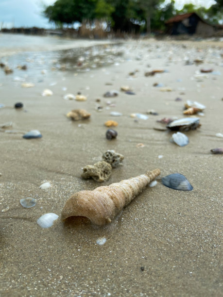 海滩上沙滩上各种形状的海贝壳图片下载