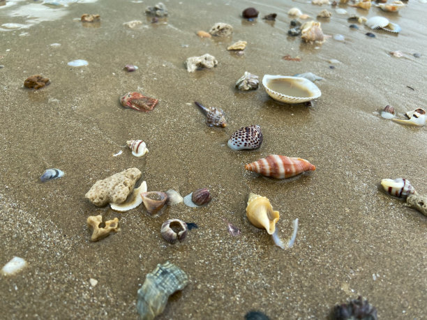 沙滩上的贝壳形状各异图片下载