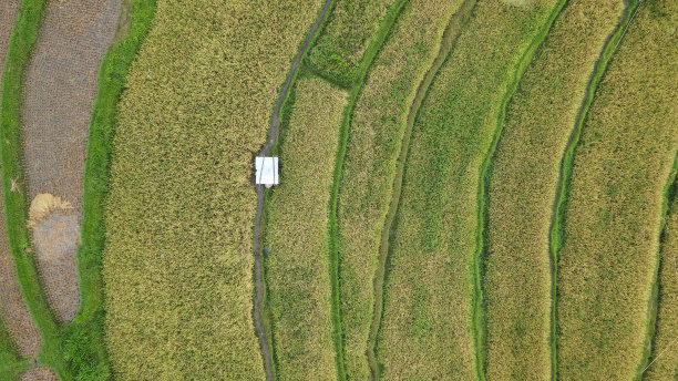 巴厘岛梯田稻田图片下载