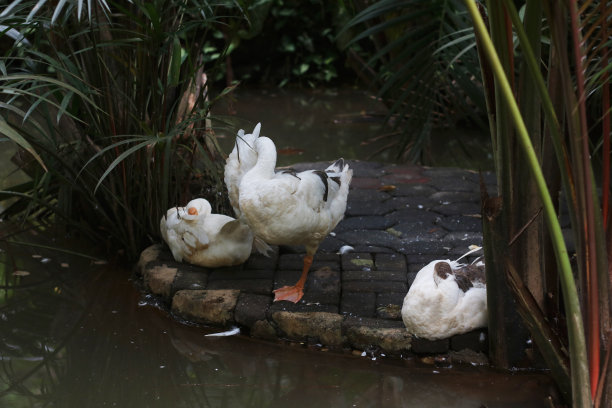 白鸭图片下载
