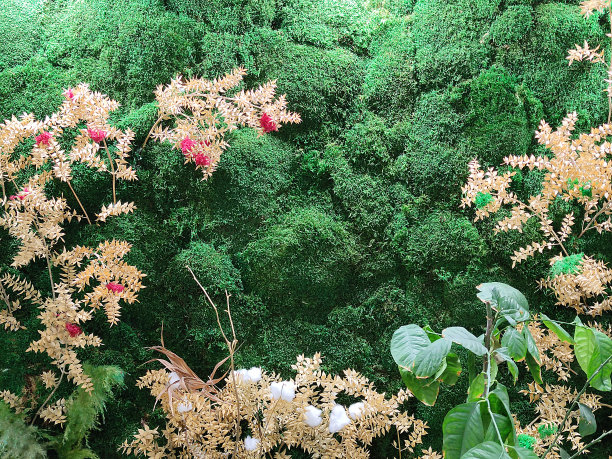 垂直景观的室内装饰苔藓和植物与背光图片下载