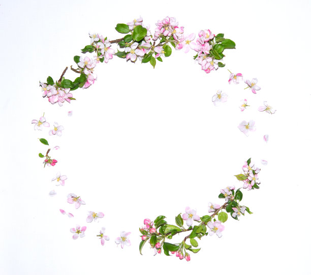 插花。白色背景上的樱花框架。平面风格，俯视图，复制空间图片下载