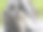 西施犬图片下载