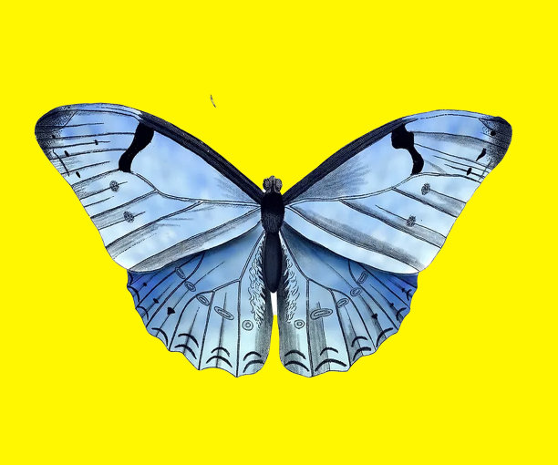 一只蝴蝶图片下载