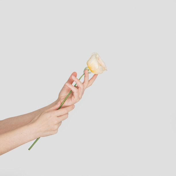 在白色孤立的背景上，一名女子手持黄白色的玫瑰花蕾。图片下载