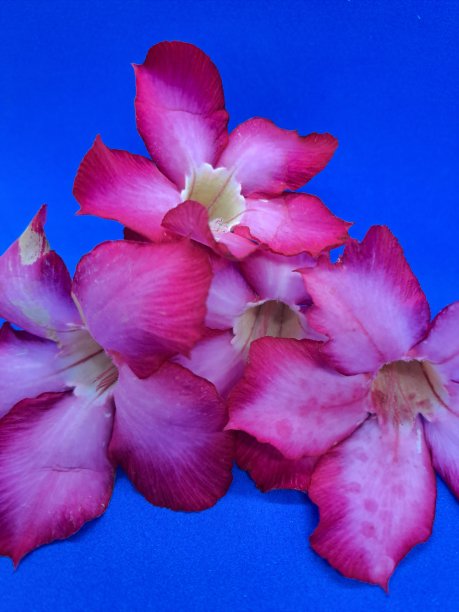 美丽的热带花粉红色腺菊在蓝色背景图片下载