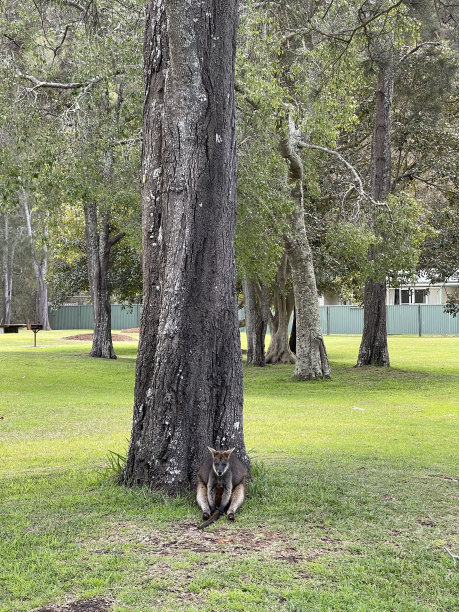 小袋鼠图片下载