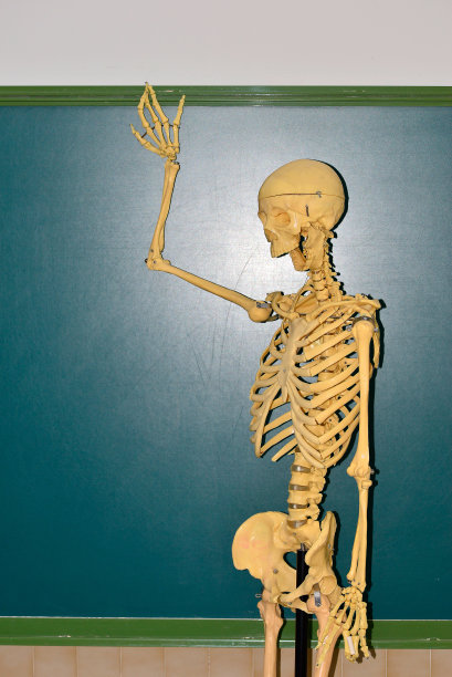 黑板上写着数字和除法，旁边是骷髅。数学中的骨架计算图片下载