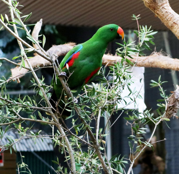 雄性摩鹿加折衷鹦鹉(eclectus roratus)栖息在动物园的树枝上:(图片来自Sanjiv Shukla)图片下载
