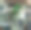 雄性摩鹿加折衷鹦鹉(eclectus roratus)栖息在动物园的树枝上:(图片来自Sanjiv Shukla)图片下载
