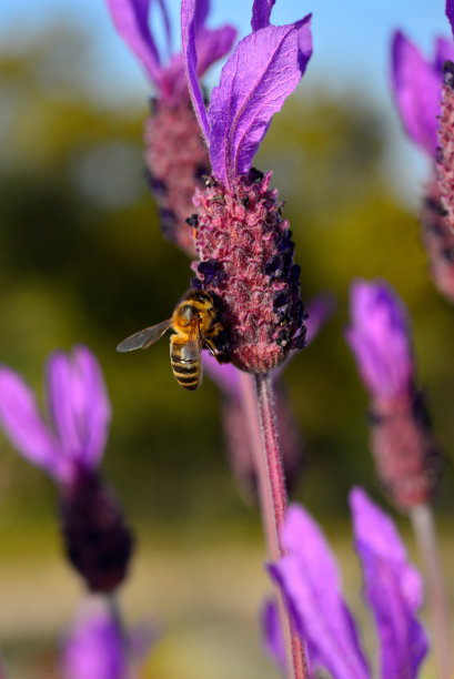 蜜蜂在薰衣草或薰衣草中觅食，它们在授粉时收集花粉和蜂蜜图片下载