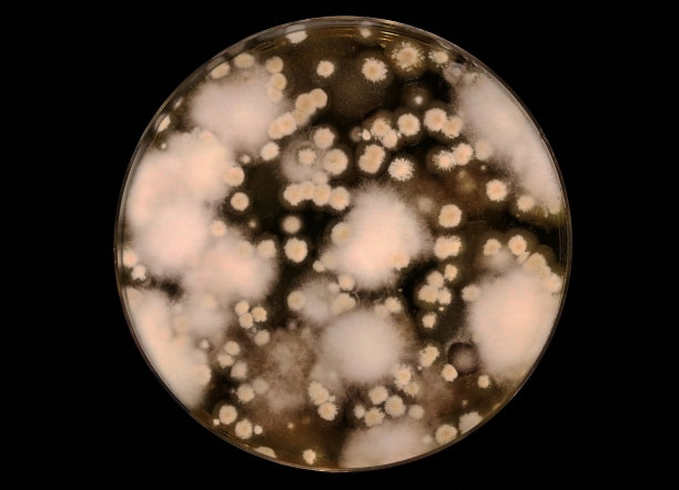 微生物学。培养皿中有从土壤中分离出来的不同真菌。传染病。图片下载