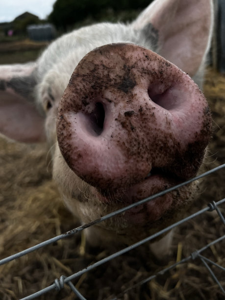 猪鼻子图片下载