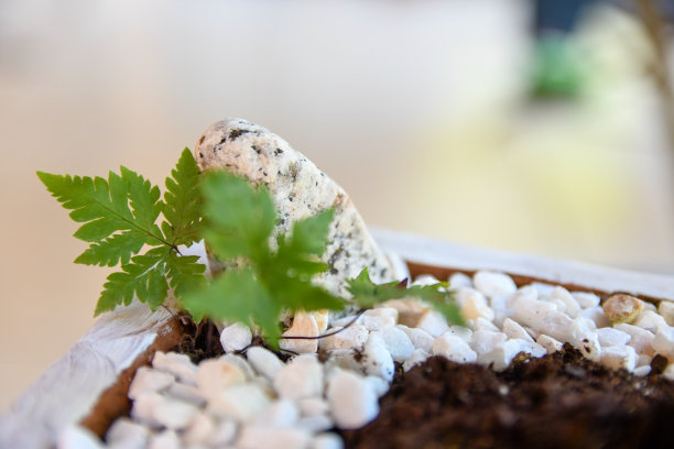 蕨类树叶和装饰性的岩石图片下载