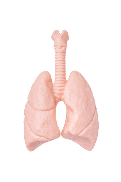 白色背景上的人体肺模型。概念肺科，保健，人体器官移植图片下载