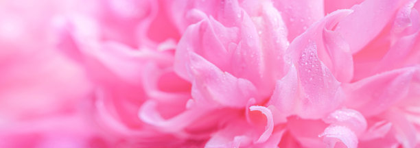 Аbstract romance background with delicate pink peonies flowers, close-up. Romantic banner图片下载