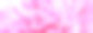 Аbstract romance background with delicate pink peonies flowers, close-up. Romantic banner图片下载