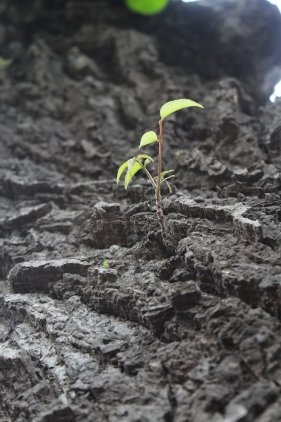 长在树皮上的嫩枝图片下载