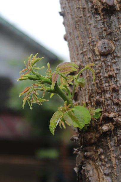 长在树皮上的嫩枝图片下载