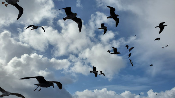 海鸥的剪影图片下载