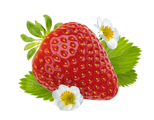 一个草莓，白色背景上有花朵图片下载