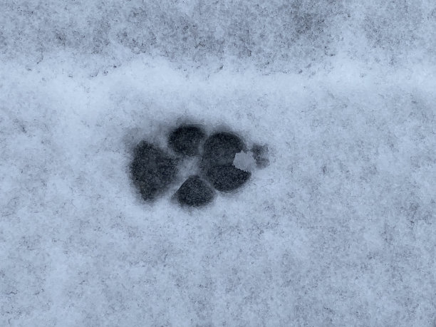 雪地里有狗爪印图片下载