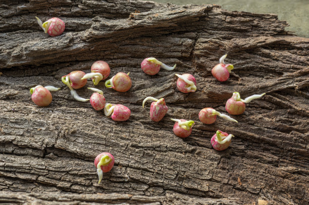 发芽的豌豆种子。Pisum一图片下载
