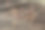 发芽的豌豆种子。Pisum一图片下载