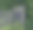 旧的灰色木栅栏和绿色植被，树木的背景。图片下载