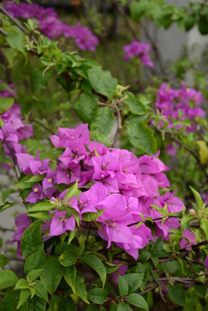 紫色的三角梅开着绿色的叶子图片下载