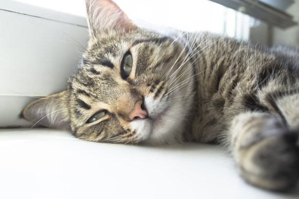 猫睡在窗户上。条纹猫睡着了。睡觉的猫。图片下载