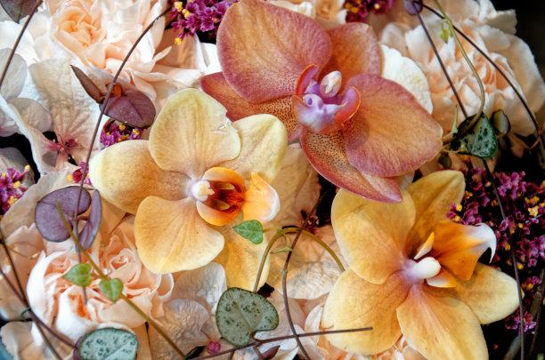 花卉出售-花卉市场图片下载