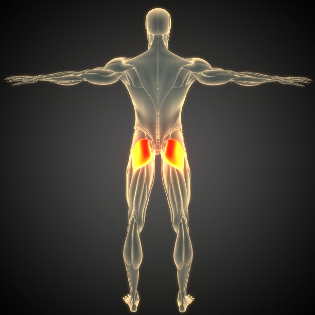人体肌肉系统、腿部肌肉、臀大肌解剖图片下载