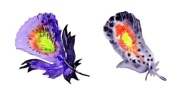 羽毛元素套装。手绘水彩插图。图片下载